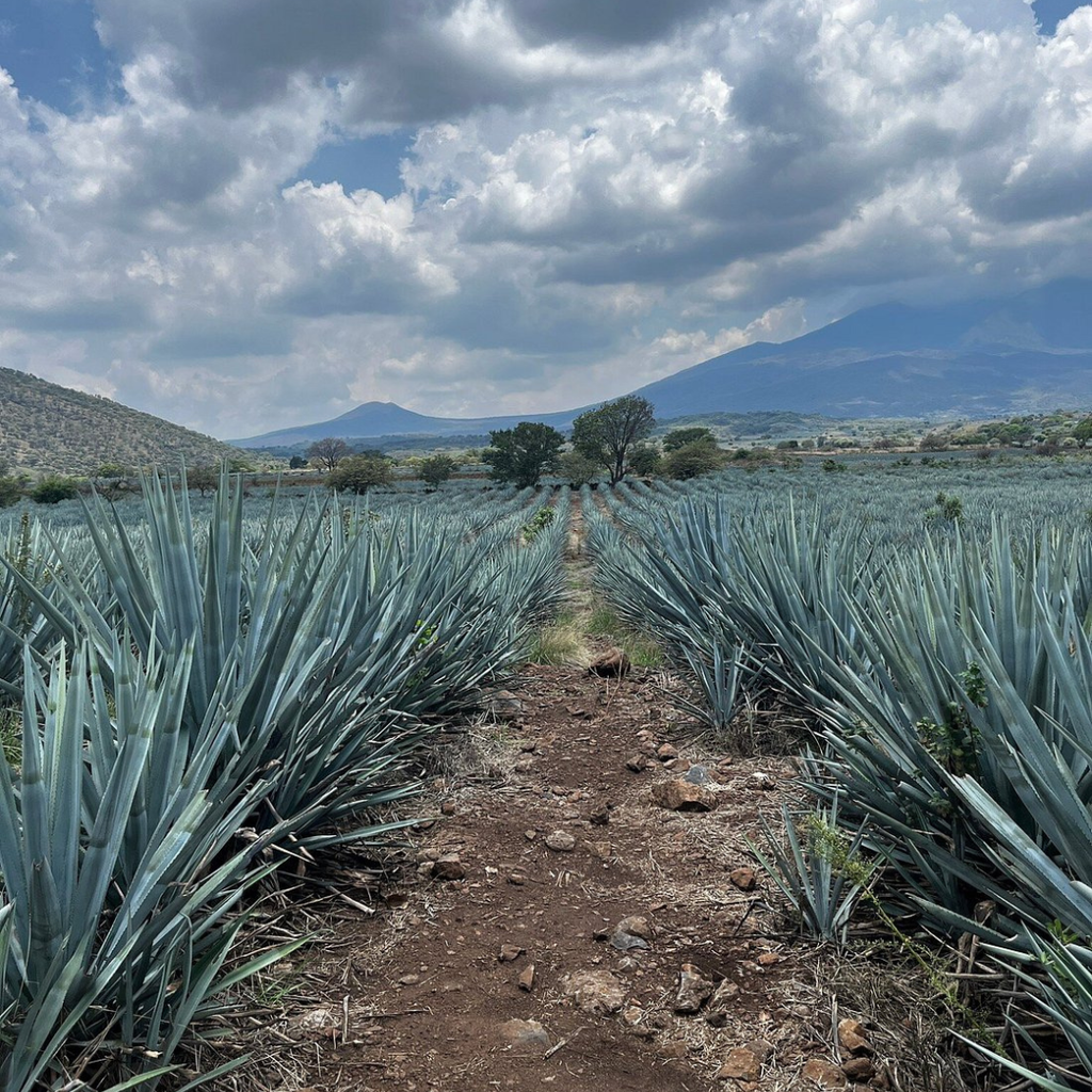 Día Completo en Tequila con Degustación y fiesta en Cantaritos