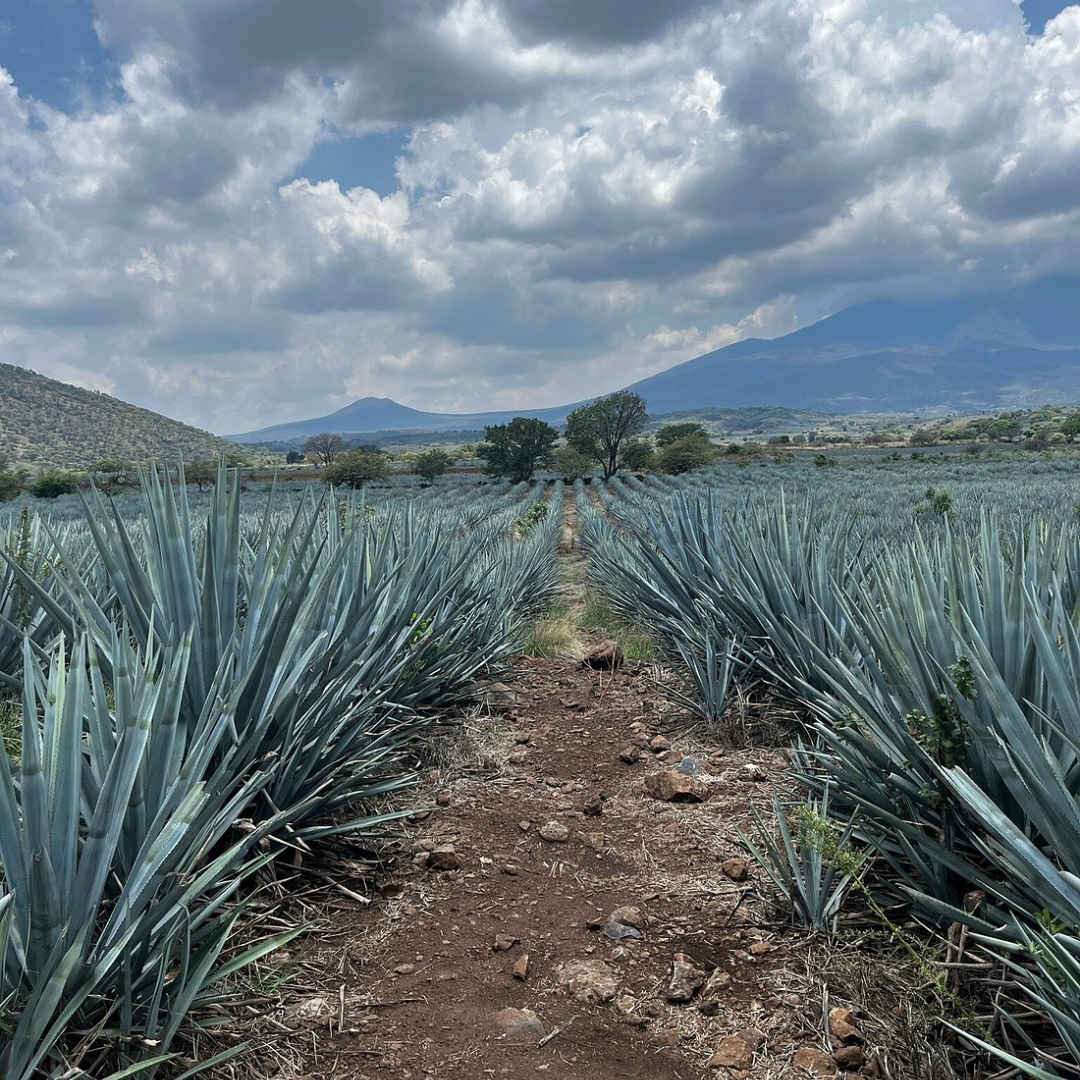 Día Completo en Tequila con Degustación y fiesta en Cantaritos